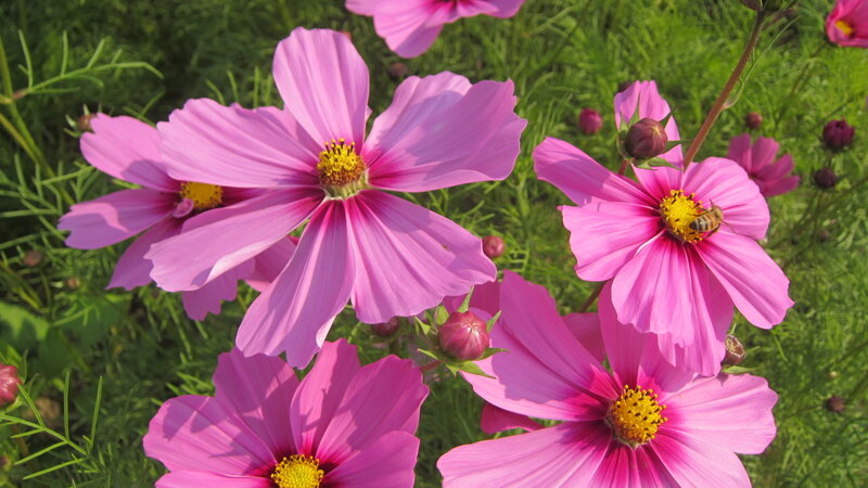 Pink Cosmos Flowers — Serene, Afternoon, Photograph, Bee, Buds