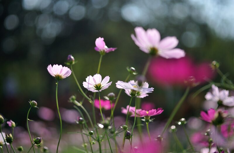 Pink Cosmos Flowers — Serene, Afternoon, Photograph, Blossoms, Stems