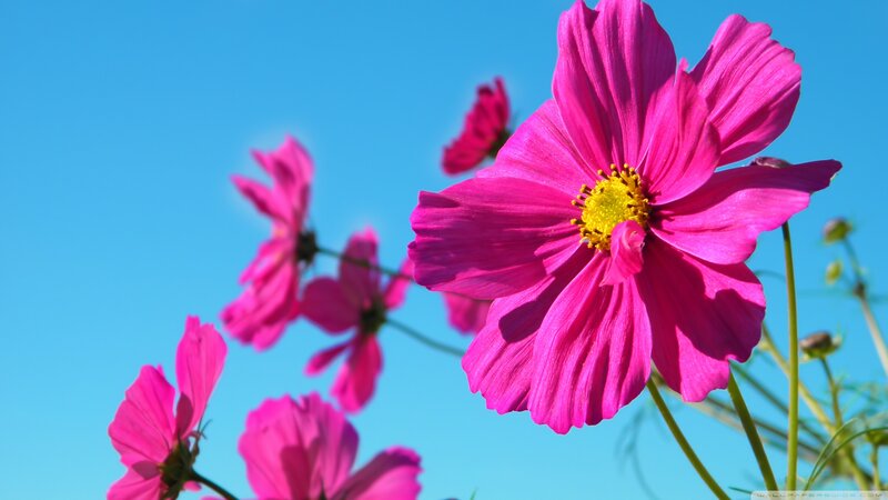Pink Cosmos Flowers — Serene, Afternoon, Photograph, Blue Sky