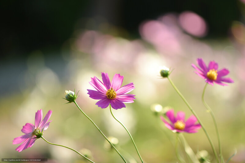 Pink Cosmos Flowers — Serene, Afternoon, Photograph, Buds, Stems