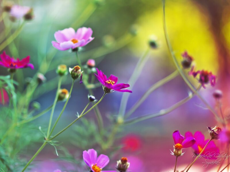 Pink Cosmos Flowers — Serene, Afternoon, Photograph, Buds