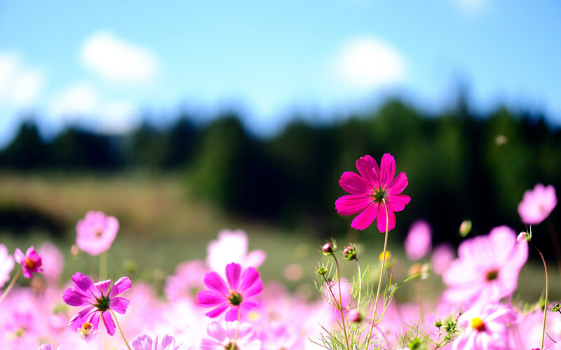 Pink Cosmos Flowers — Serene, Afternoon, Photograph, Field, Sky