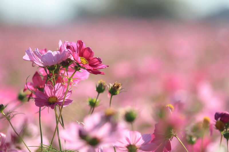 Pink Cosmos Flowers — Serene, Afternoon, Photograph, Field, Sunlight
