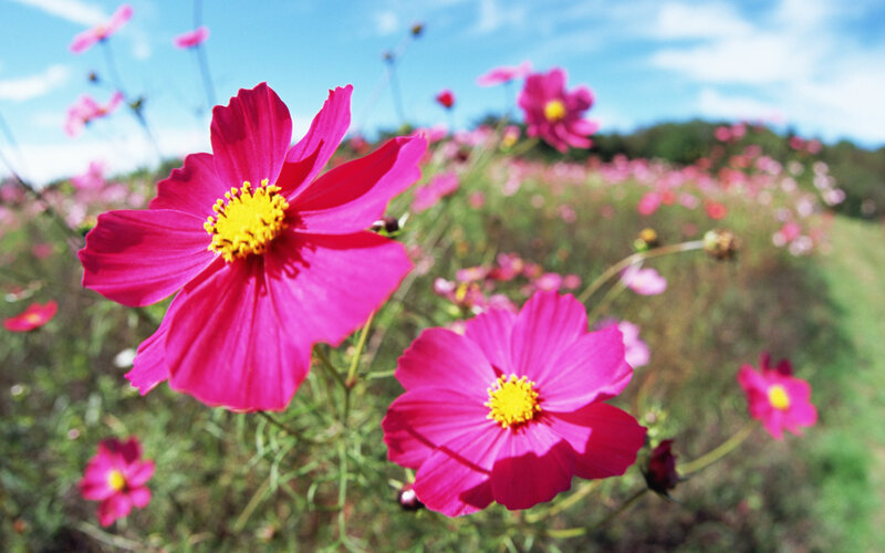 Pink Cosmos Flowers — Serene, Afternoon, Photograph, Field