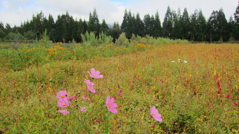 Pink Cosmos Flowers — Serene, Afternoon, Photograph, Field, Trees