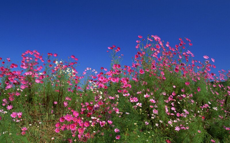 Pink Cosmos Flowers — Serene, Afternoon, Photograph, Green Foliage, Blue Sky, White Flowers