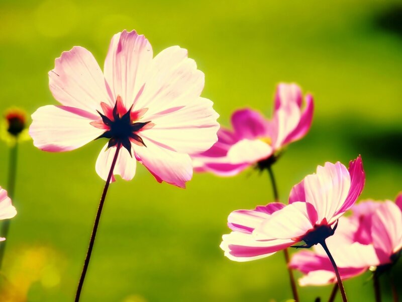 Pink Cosmos Flowers — Serene, Afternoon, Photograph, Green Grass, Sunlight