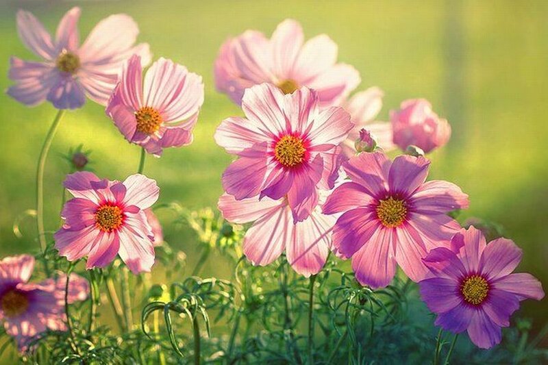 Pink Cosmos Flowers — Serene, Afternoon, Photograph, Green Grass
