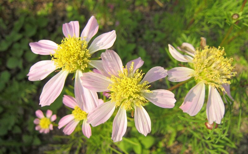 Pink Cosmos Flowers — Serene, Afternoon, Photograph, Green Leaves