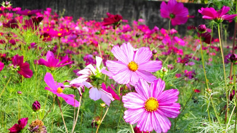 Pink Cosmos Flowers — Serene, Afternoon, Photograph, Green Stems, Buds