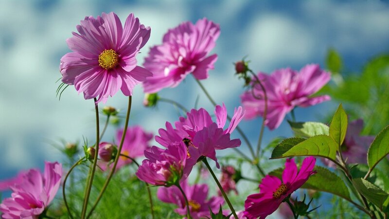 Pink Cosmos Flowers — Serene, Afternoon, Photograph, Leaves