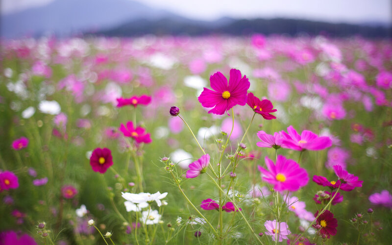 Pink Cosmos Flowers — Serene, Afternoon, Photograph, Mountains