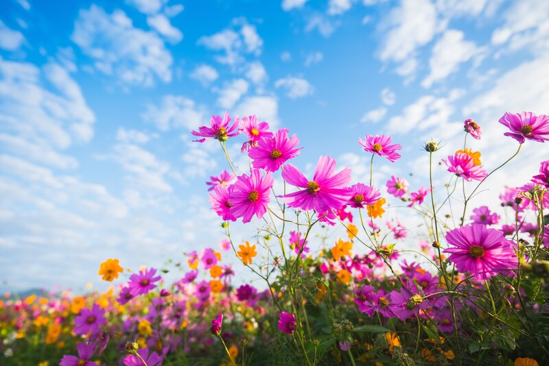 Pink Cosmos Flowers — Serene, Afternoon, Photograph, Sky, Clouds, Field