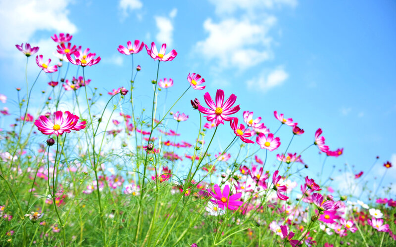 Pink Cosmos Flowers — Serene, Afternoon, Photograph, Sky, Clouds, Grass