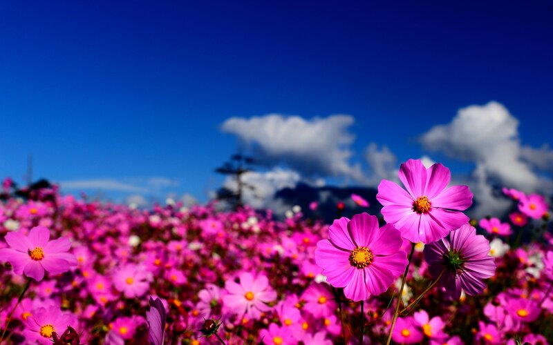 Pink Cosmos Flowers — Serene, Afternoon, Photograph, Sky, Clouds, Mountain