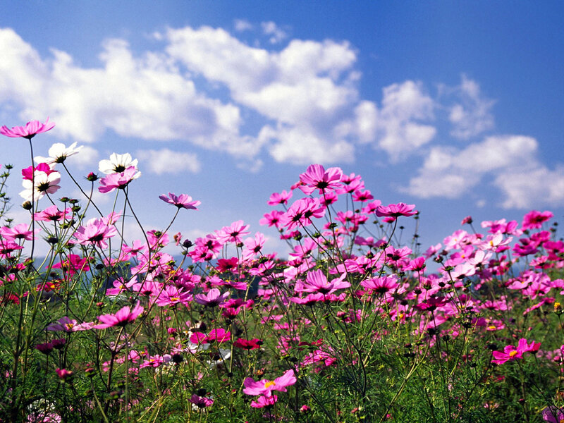 Pink Cosmos Flowers — Serene, Afternoon, Photograph, Sky, Clouds
