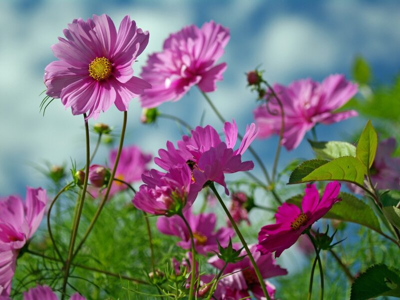 Pink Cosmos Flowers — Serene, Afternoon, Photograph, Sky, Leaves