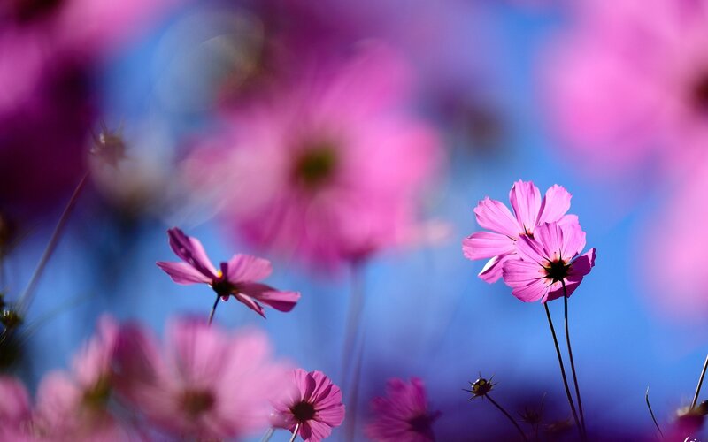 Pink Cosmos Flowers — Serene, Afternoon, Photograph, Sky, Stems, Blue
