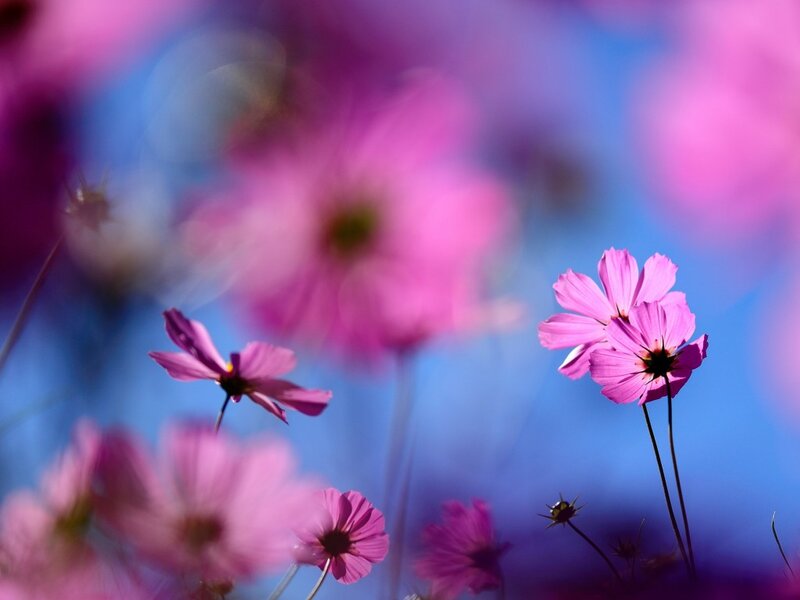 Pink Cosmos Flowers — Serene, Afternoon, Photograph, Sky, Stems