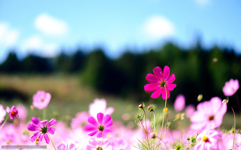 Pink Cosmos Flowers — Serene, Afternoon, Photograph, Sky, Trees, Field