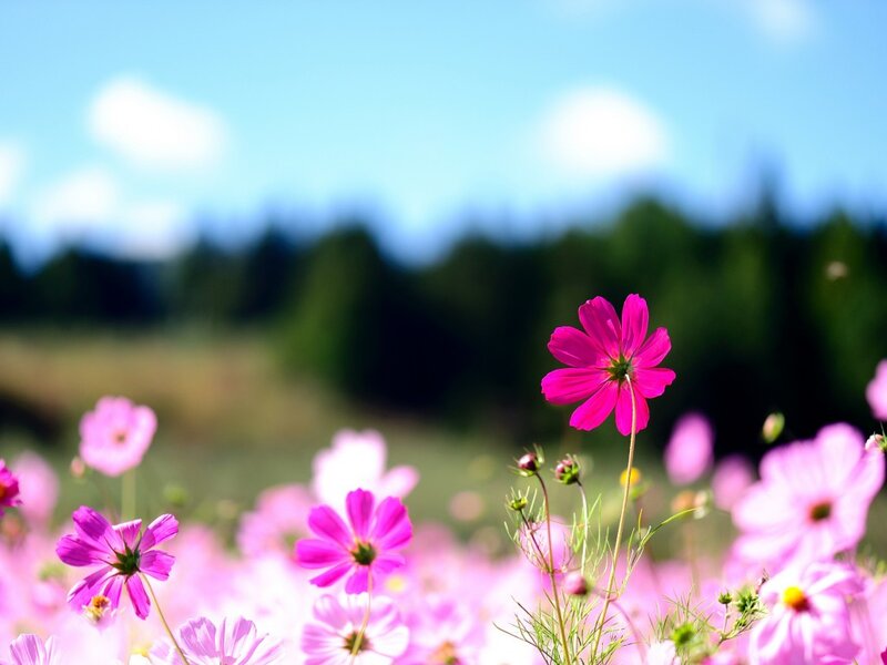 Pink Cosmos Flowers — Serene, Afternoon, Photograph, Sky, Trees