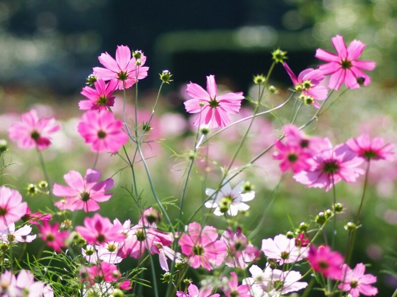 Pink Cosmos Flowers — Serene, Afternoon, Photograph, Stems, Buds