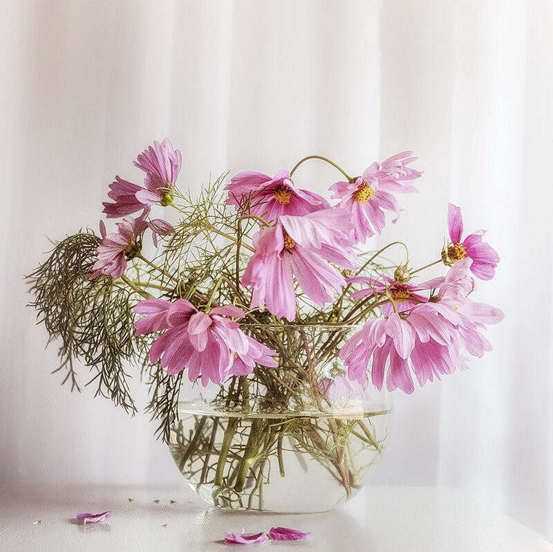 Pink Cosmos Flowers — Serene, Afternoon, Photograph, Vase