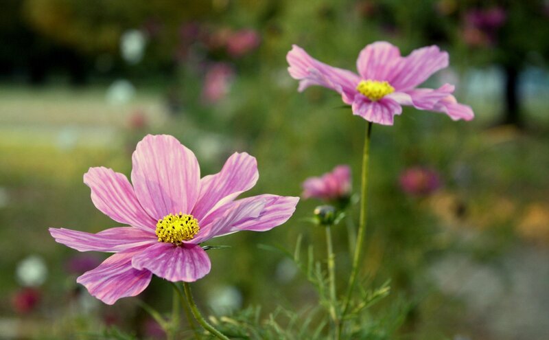 Pink Cosmos Flowers — Serene, Afternoon, Photograph, Yellow Centers