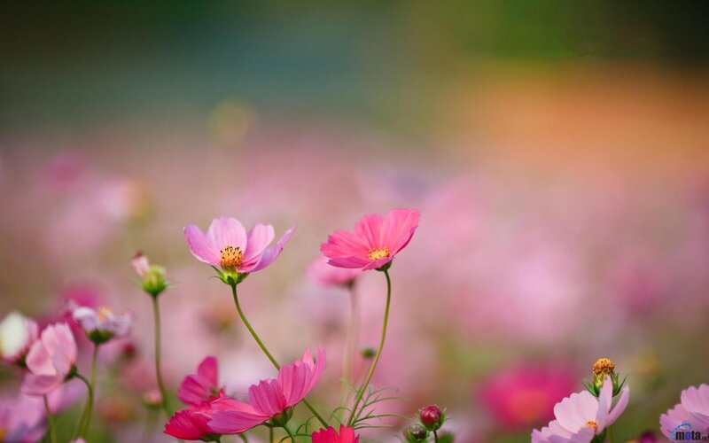 Pink Cosmos Flowers — Serene, Afternoon