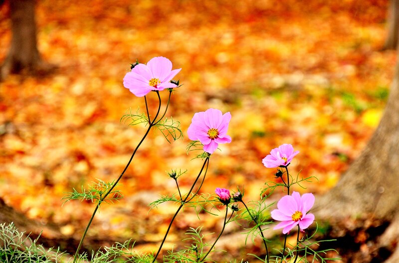 Pink Cosmos Flowers — Serene, Autumn, Photograph, Fallen Leaves