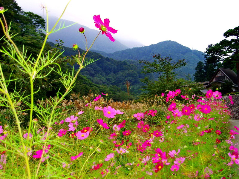 Pink Cosmos Flowers — Serene, Autumn, Photograph, Mountains