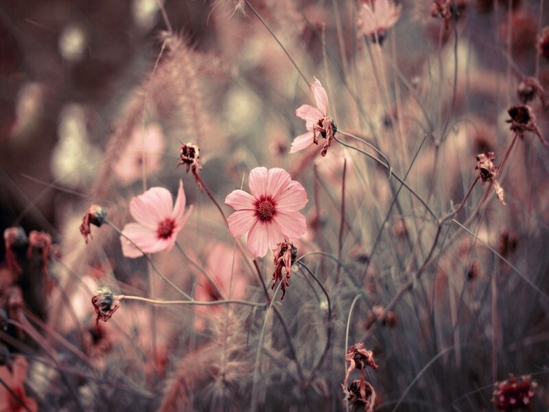 Pink Cosmos Flowers — Serene, Autumn, Photograph