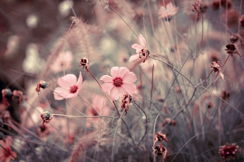 Pink Cosmos Flowers — Serene, Autumn
