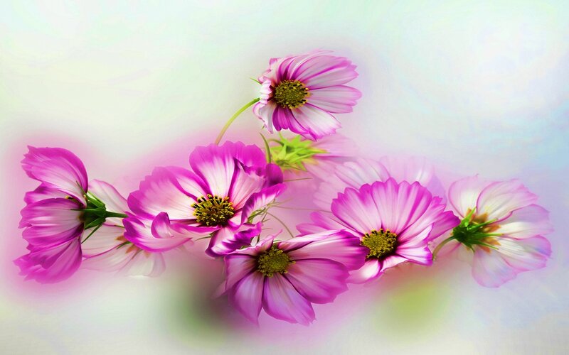 Pink Cosmos Flowers — Serene, Digital Art