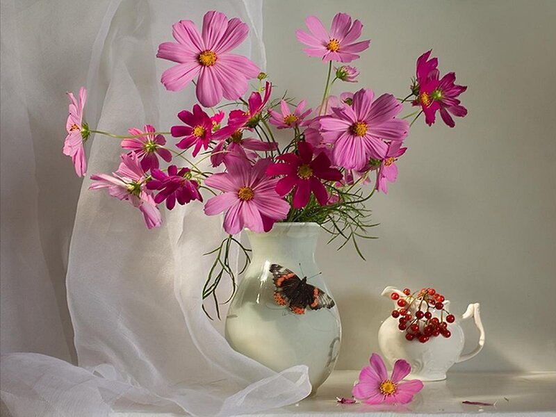 Pink Cosmos Flowers — Serene, Photograph