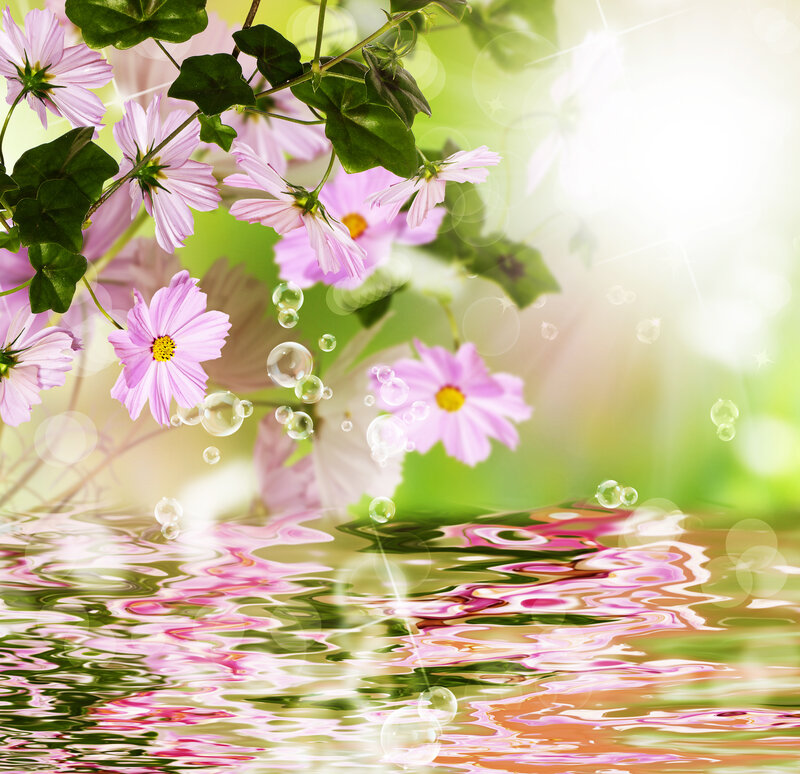 Pink Cosmos Flowers — Serene, Spring, Digital Art, Bubbles