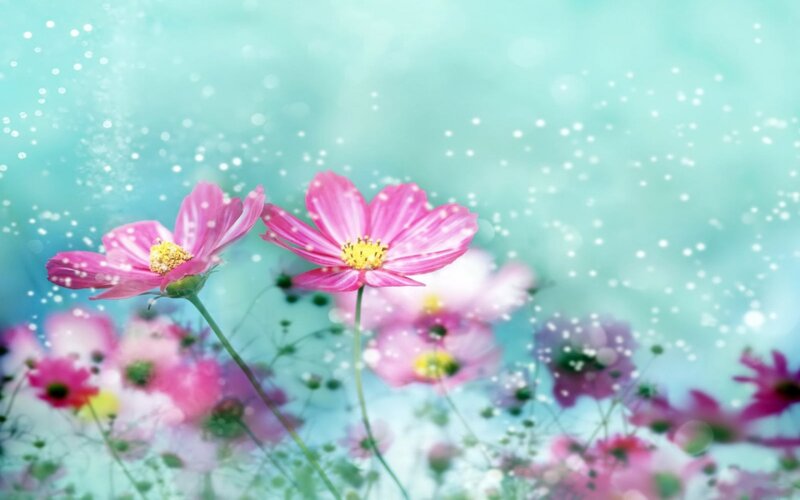 Pink Cosmos Flowers — Serene, Spring, Digital Art, Stems