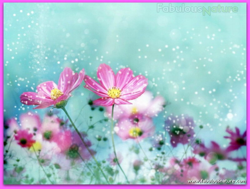 Pink Cosmos Flowers — Serene, Spring, Digital Art
