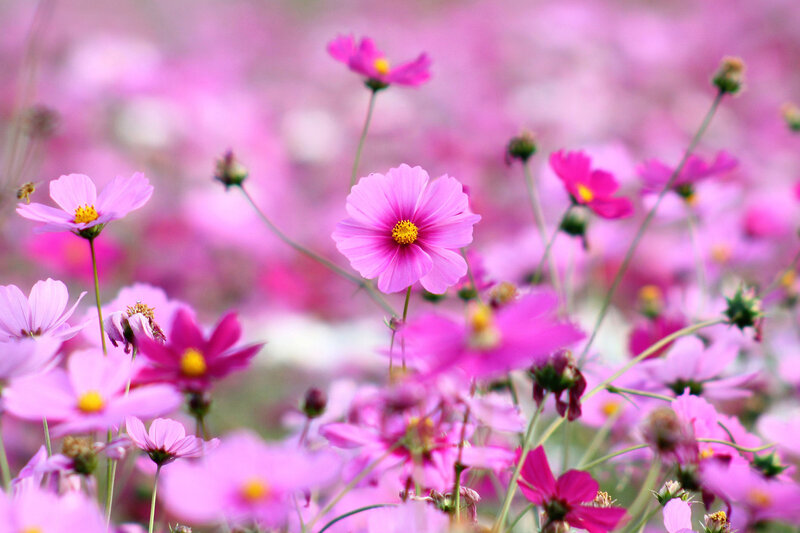 Pink Cosmos Flowers — Serene, Spring, Photograph, Bee