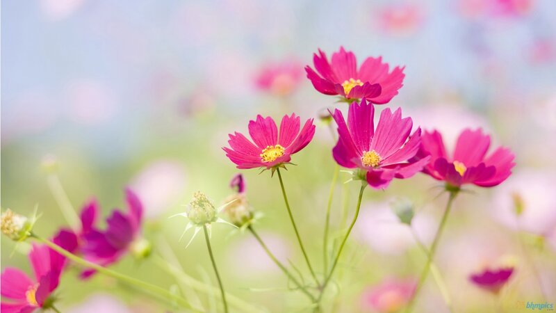 Pink Cosmos Flowers — Serene, Spring, Photograph, Blossoms