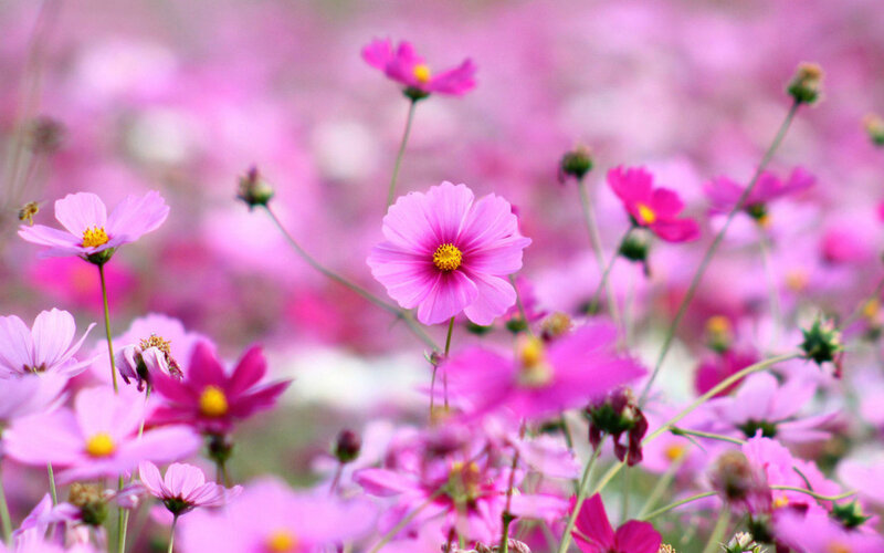 Pink Cosmos Flowers — Serene, Spring, Photograph, Buds, Insect