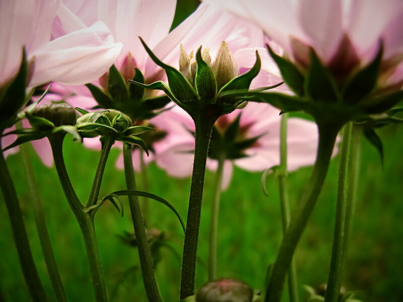 Pink Cosmos Flowers — Serene, Spring, Photograph, Buds, Stems, Green Grass