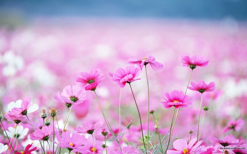 Pink Cosmos Flowers — Serene, Spring, Photograph, Field