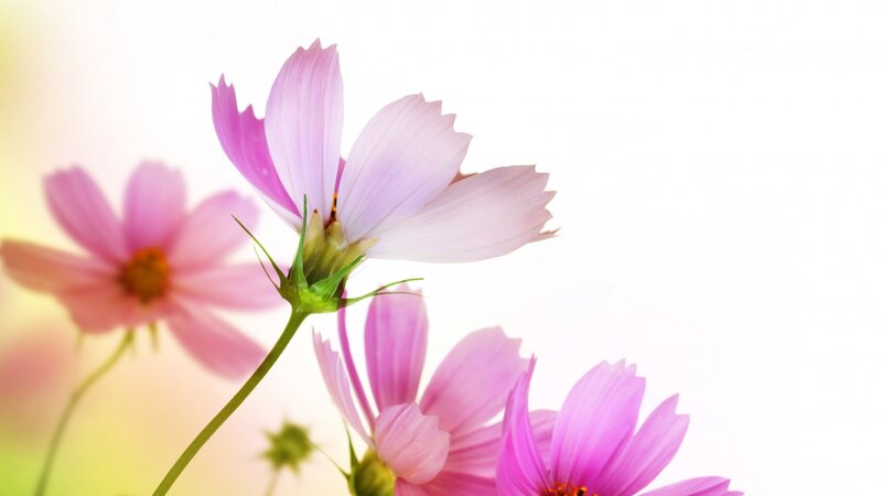Pink Cosmos Flowers — Serene, Spring, Photograph, Flower