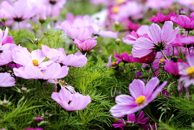 Pink Cosmos Flowers — Serene, Spring, Photograph, Green Foliage