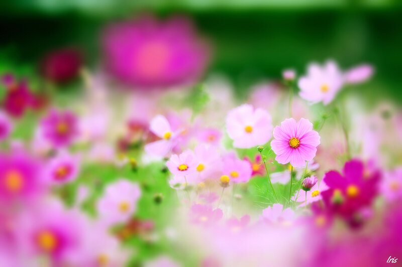 Pink Cosmos Flowers — Serene, Spring, Photograph, Green Leaves