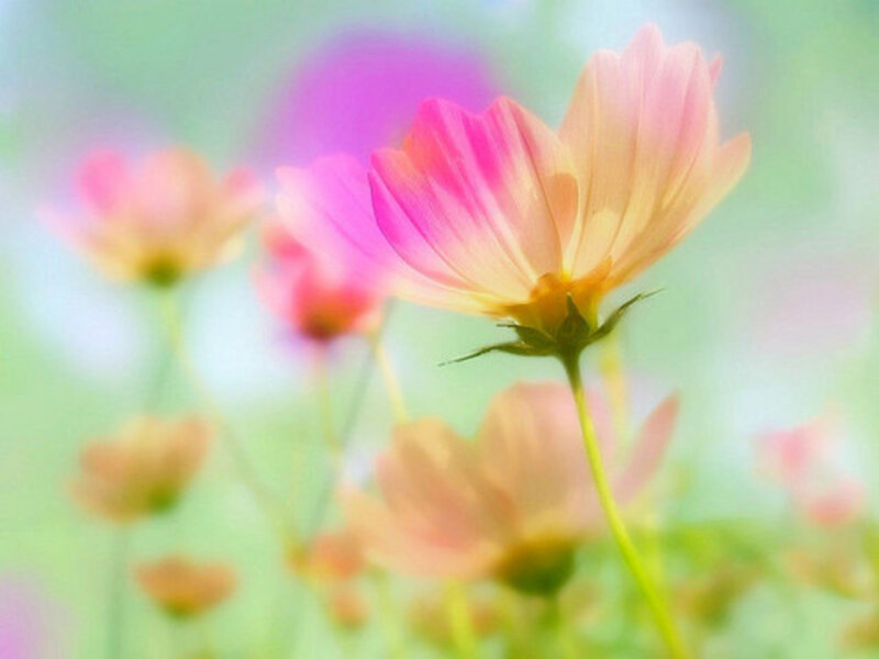 Pink Cosmos Flowers — Serene, Spring, Photograph, Green Stems, Blurry Background