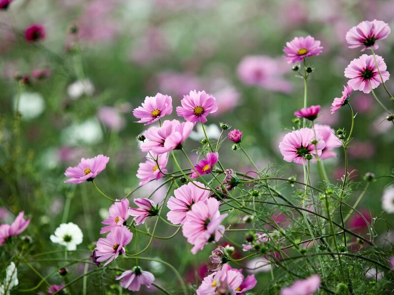 Pink Cosmos Flowers — Serene, Spring, Photograph, Green Stems, White Flower