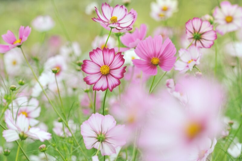 Pink Cosmos Flowers — Serene, Spring, Photograph, Green Stems, Yellow Centers