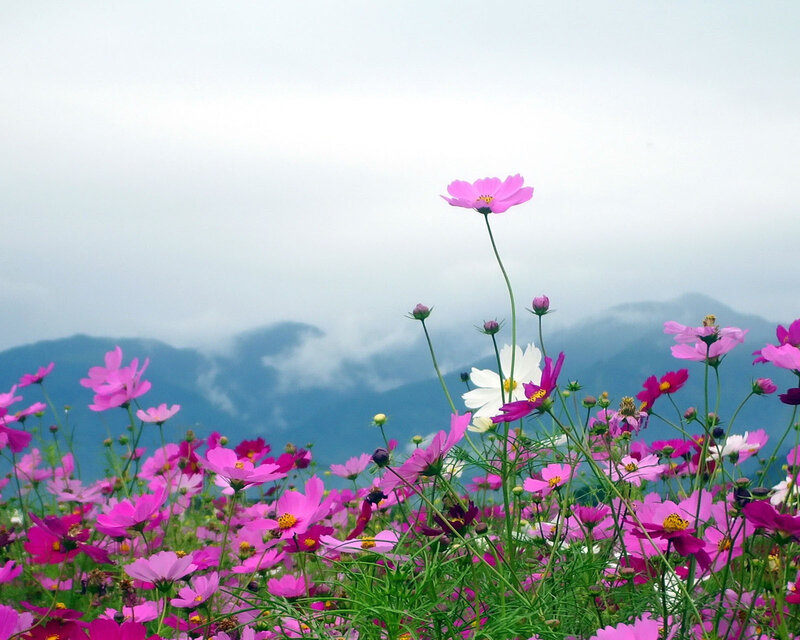 Pink Cosmos Flowers — Serene, Spring, Photograph, Mountains